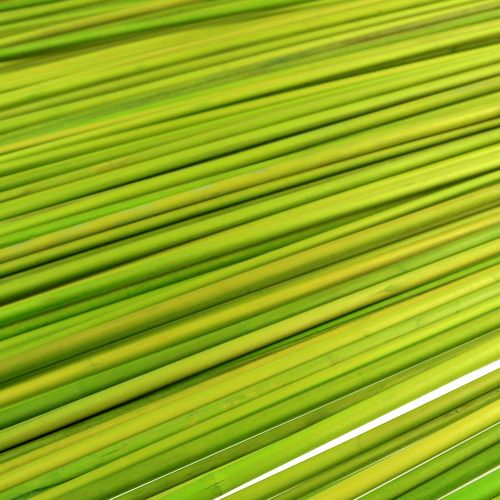 Artikel Deko-Stäbe Tonkin 70cm Hellgrün 150 St