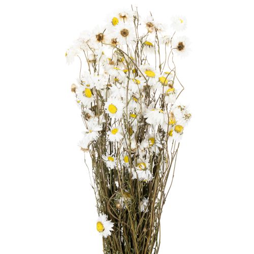 Artikel Trockenblumen Acroclinium Weiße Blüten Trockenfloristik 60cm 80g