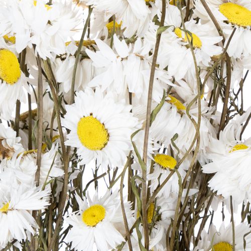 Trockenblumen Acroclinium Weiße Blüten Trockenfloristik 60cm 80g | Floristik24.de