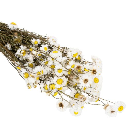 Trockenblumen Acroclinium Weiße Blüten Trockenfloristik 60cm 80g | Floristik24.de