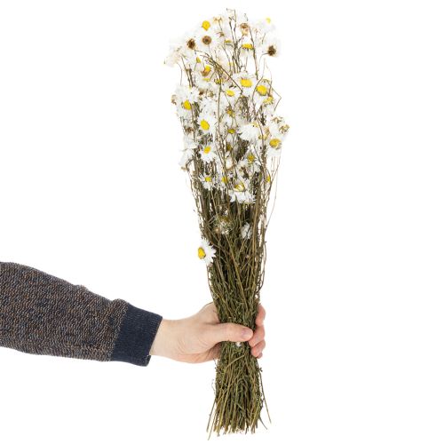 Trockenblumen Acroclinium Weiße Blüten Trockenfloristik 60cm 80g | Floristik24.de