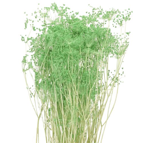 Artikel Trockenblumen Doldenblütler Umbellifera Grün 70-80cm 150g