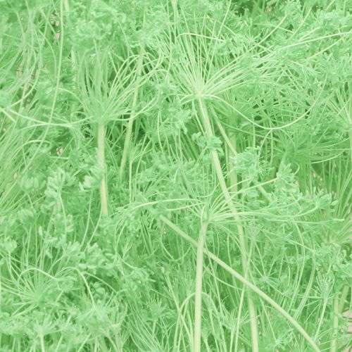Artikel Trockenblumen Doldenblütler Umbellifera Grün 70-80cm 150g