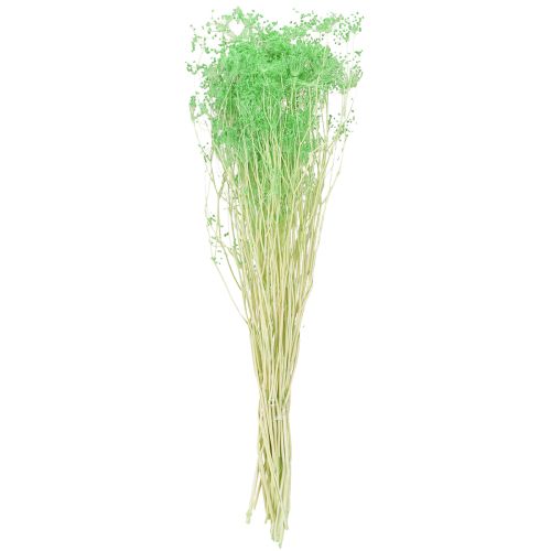 Artikel Trockenblumen Doldenblütler Umbellifera Grün 70-80cm 150g