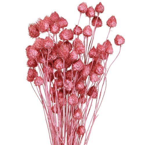 Artikel Trockenblumen Rosa Trockendistel Erdbeerdistel Gefärbt 50cm 100g
