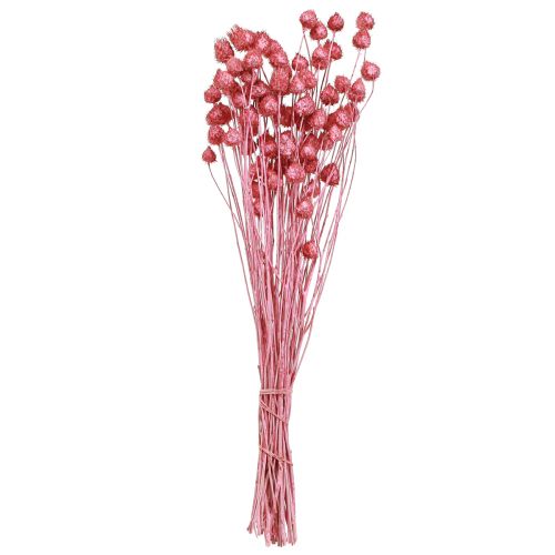Artikel Trockenblumen Rosa Trockendistel Erdbeerdistel Gefärbt 50cm 100g