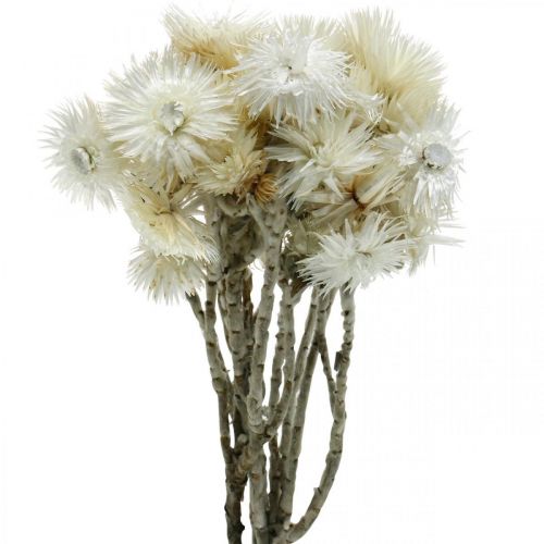 Artikel Trockenblumen Capblumen naturweiß, Strohblumen, Trockenblumenstrauß H33cm