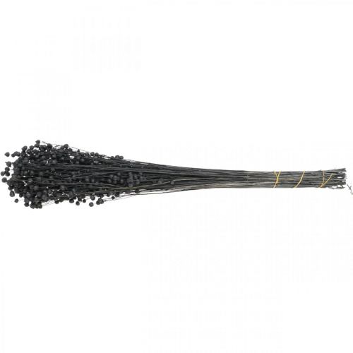 Artikel Trockengras Getrockneter Flachs Schwarz H50–55cm 80g