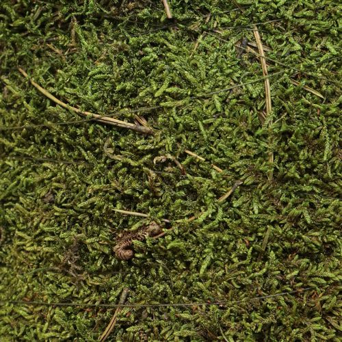 Artikel Weihnachtsbaum Moosbaum Deko in Grün Natur Ø25cm H70cm