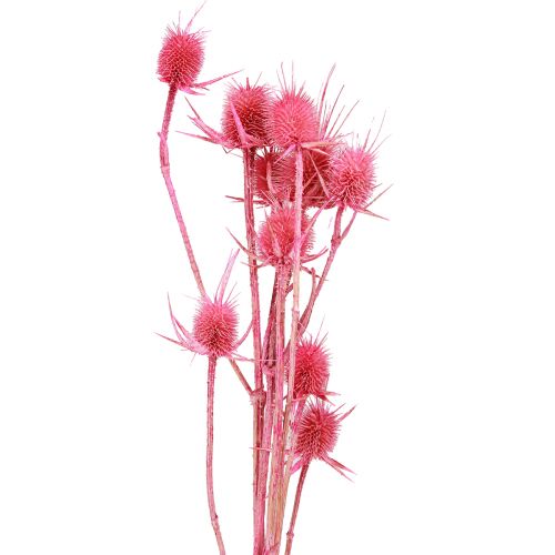 Wilde Karde trocken Kardendistel Rosa 53cm 10 Köpfe 3 St