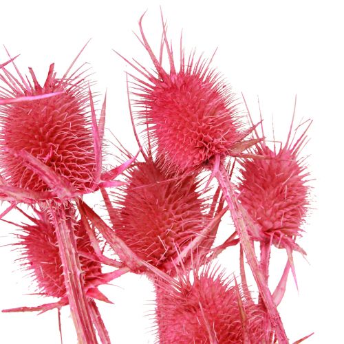 Artikel Wilde Karde trocken Kardendistel Rosa 53cm 10 Köpfe 3 St
