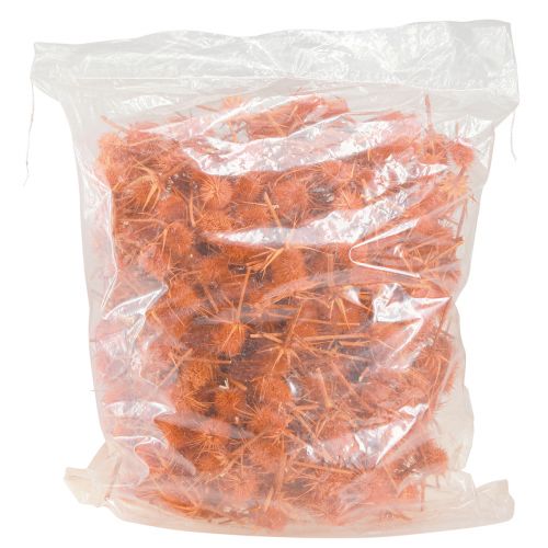 Artikel Wilde Karden Orange Kardendistel getrocknet Deko 1kg