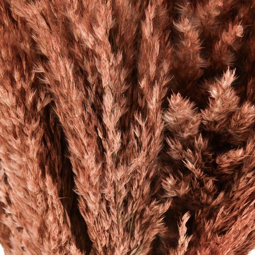 Artikel Wilde Reed Plume Schilfrohr Trockendeko Apricot 75cm 10 St