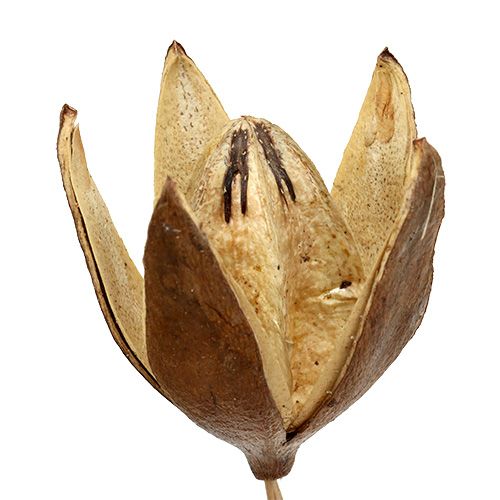 Floristik24 Wildlilie am Stiel Naturfarben Ø6,5cm L55cm 45 St