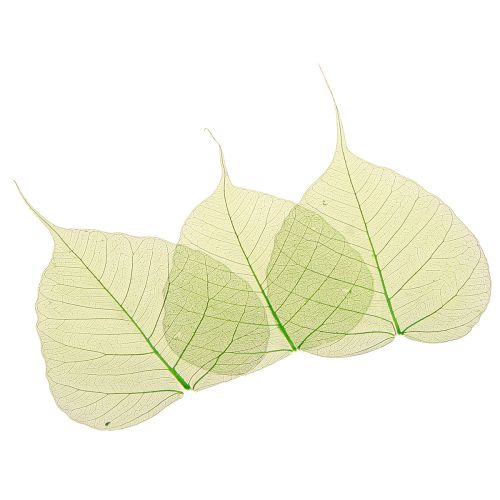 Willowblätter skelettiert Grün Naturdeko Deko-Blätter 200 St