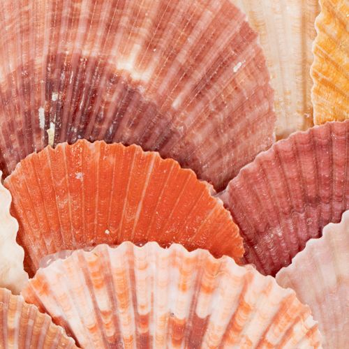 Teelichthalter maritim Windlicht echte Muscheln Deko für Badezimmer Urlaubstimmung 12cm | Floristik24.de