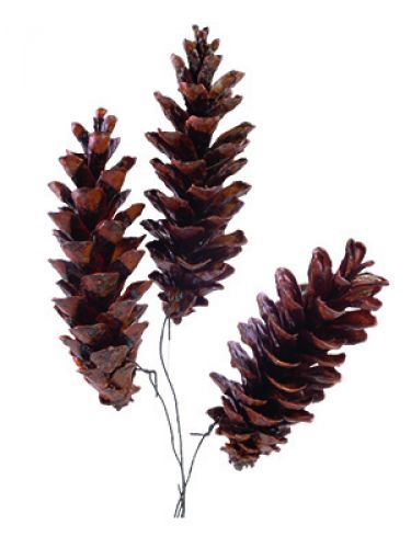 Artikel Weymouthzapfen gewachst angedrahtet 200 St