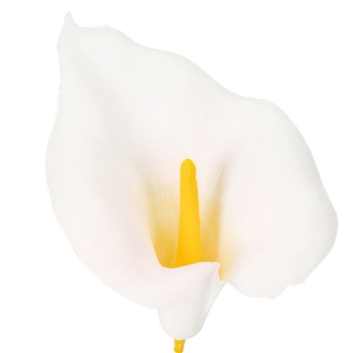 Calla am Draht klein Weiß 50 St | Floristik24.de