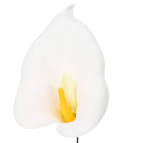 Calla mittel am Draht 50 St | Floristik24.de
