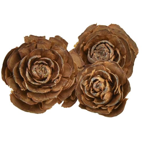 Zapfen von Zeder geschnitten als Rose Cedarrose 4-6cm natur 50 St kaufen | Floristik24.de