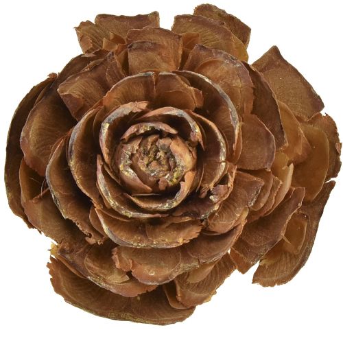 Artikel Zapfen von Zeder geschnitten als Rose Cedarrose 4-6cm natur 50 St