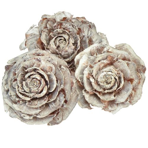 Zeder Zapfen geschnitten wie Rose Cedarrose 4-6cm weiß/natur 50 St kaufen | Floristik24.de