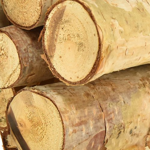 Floristik24 Deko Zweige Birke Birkenäste Natur 30cm 6 St