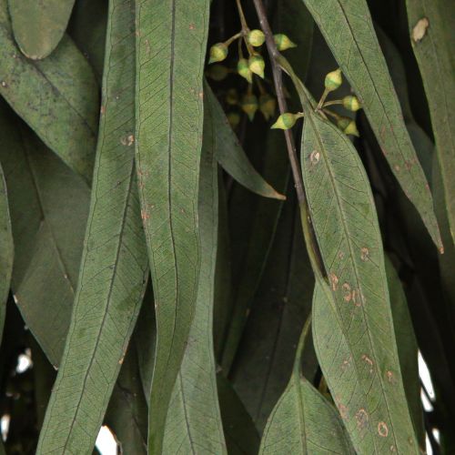 Artikel Eukalyptus Konserviert Zweige Blätter Grün Oval 150g