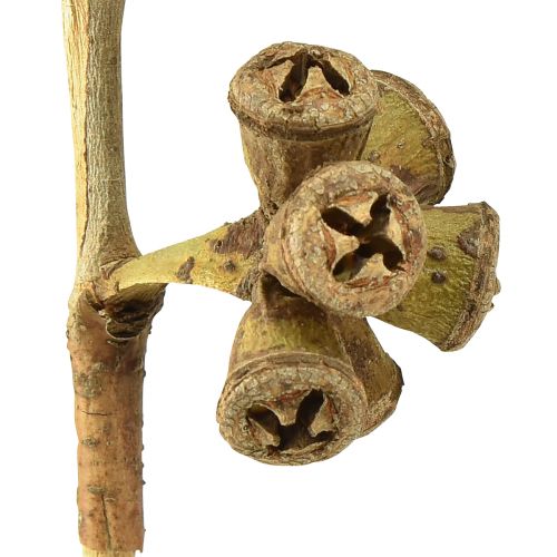 Artikel Eukalyptuszweige Natur Deko Exoten Eukalyptus 20-30cm 25 St