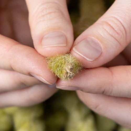 Artikel Flausch Mirabell Filzkordel Wolle Grün 25m Dekoband Floristik Deko Basteln DIY