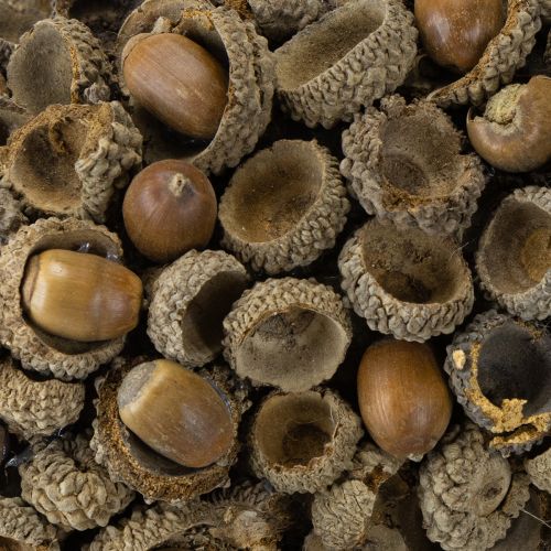 Artikel Herbstdeko Kranz aus Eicheln Naturkranz Ø30cm