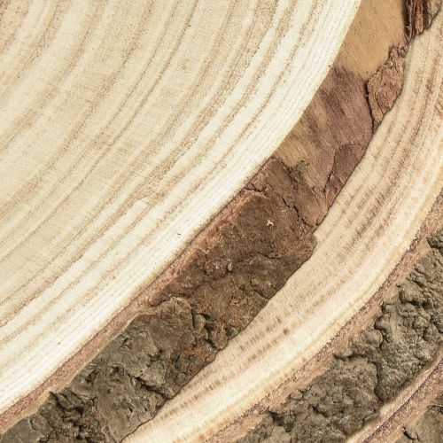 Artikel Holzscheiben Baumscheibe Paulownia Natur Ø26-28cm 3 St