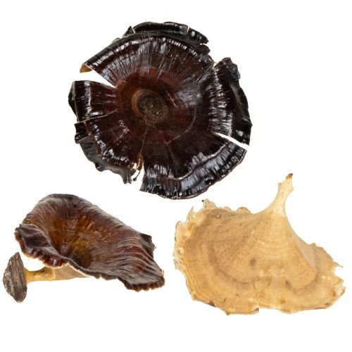 Artikel Kalix Pilz Natur lackiert 100 St