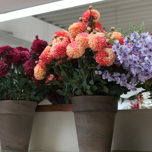 Artikel Künstliche Dahlien in Pfirsich Rosa Ø10cm L80cm 2St