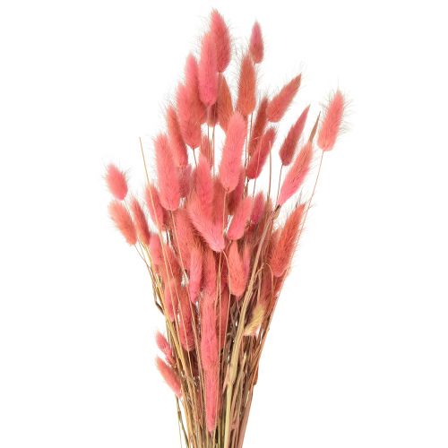 Floristik24 Lagurus Getrocknet Hasenschwanzgras Rosa L45cm 50g