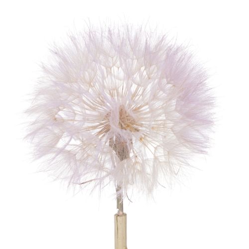 Artikel Riesen Pusteblumen Deko Trockenblumen für moderne Inneneinrichtung 12cm 4St