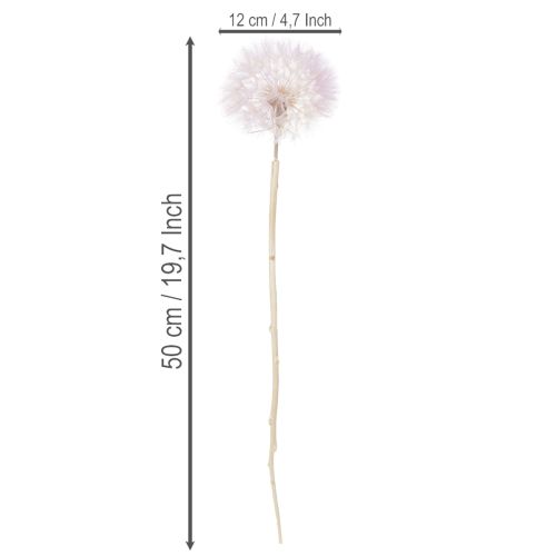 Artikel Riesen Pusteblumen Deko Trockenblumen für moderne Inneneinrichtung 12cm 4St