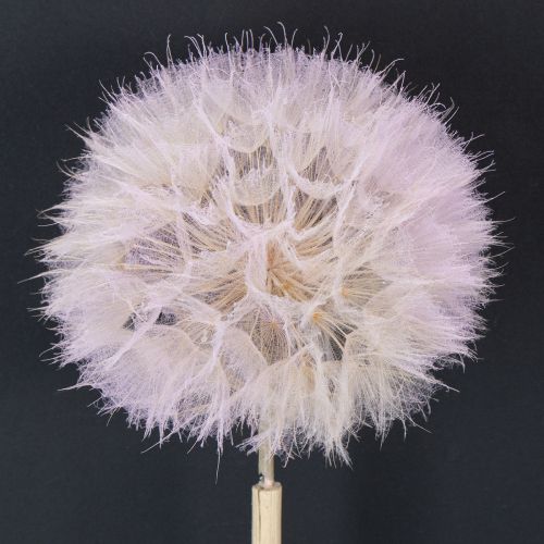 Riesen Pusteblumen Deko Trockenblumen für moderne Inneneinrichtung 12cm 4St kaufen | Floristik24.de