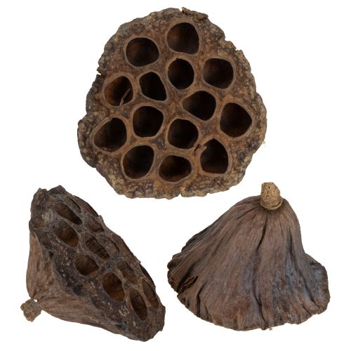 Lotos Kolben groß 100 St Natur