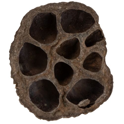 Artikel Lotos Kolben klein 100 St. Natur