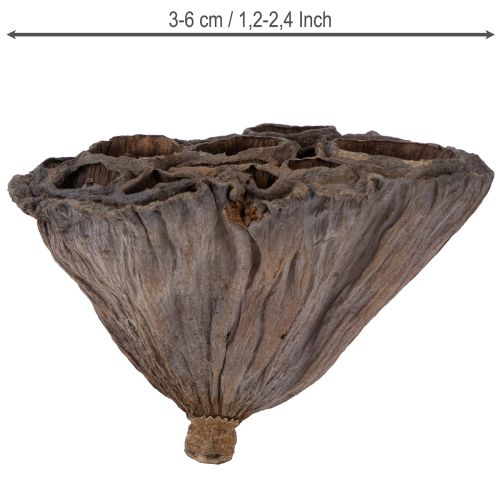 Artikel Lotos Kolben klein 100 St. Natur