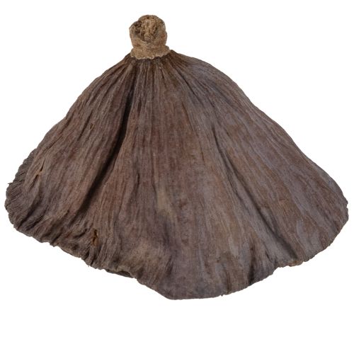 Artikel Lotos Kolben klein 100 St. Natur