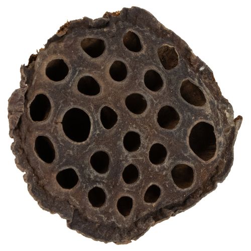 Artikel Lotos Kolben mittel 100 St Natur