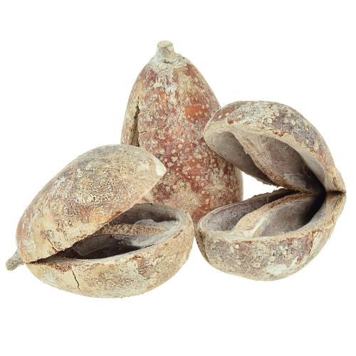 Floristik24 Mike Fruit Exoten getrocknet Weiß gewaschen 4-6cm 50 St