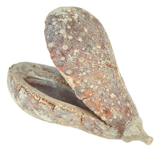 Floristik24 Mike Fruit Exoten getrocknet Weiß gewaschen 4-6cm 50 St