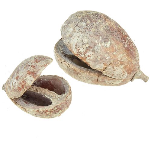 Floristik24 Mike Fruit Exoten getrocknet Weiß gewaschen 4-6cm 50 St