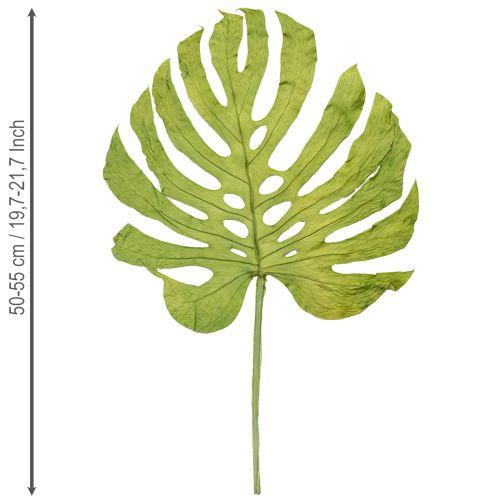 Artikel Monstera Blätter getrocknet Deko Fensterblatt H50cm 5 St
