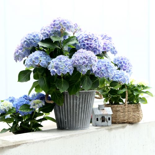 Floristik24 Pflanzgefäß, Deko-Topf mit Henkeln, Metalltopf zum Bepflanzen Ø25,5cm