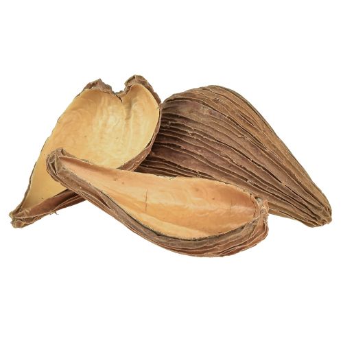 Artikel Frucht- und Samenkapsel Schoten Pradeep Pods 9-12 cm natur 50 St