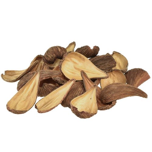 Artikel Frucht- und Samenkapsel Schoten Pradeep Pods 9-12 cm natur 50 St
